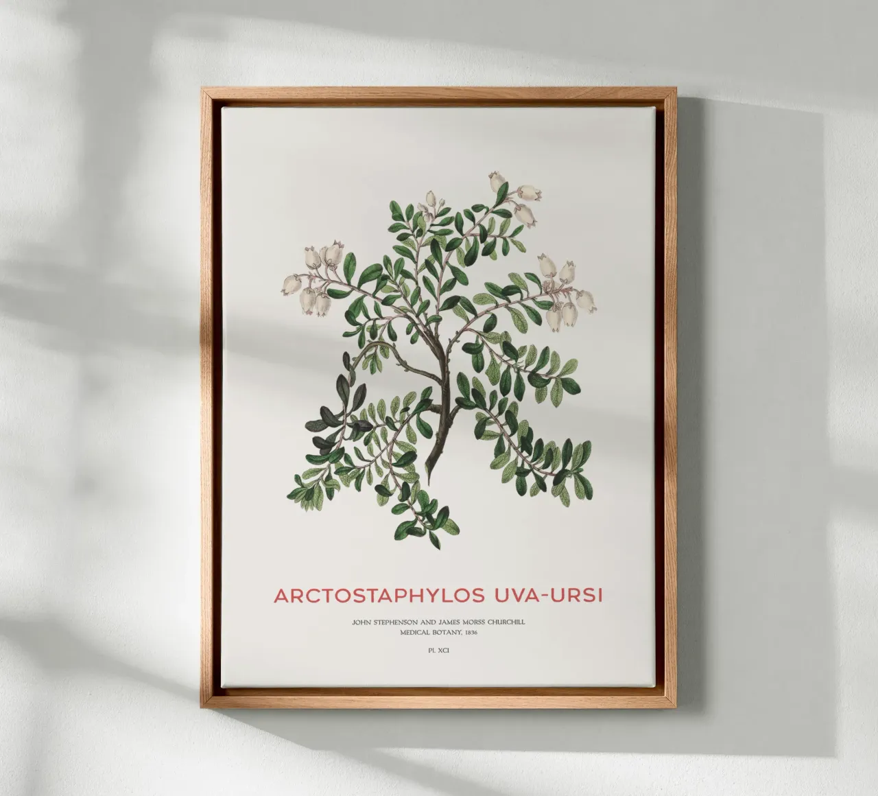 Uva ursina o Arctostaphylos Uva-ursi tela da Vintagrafica