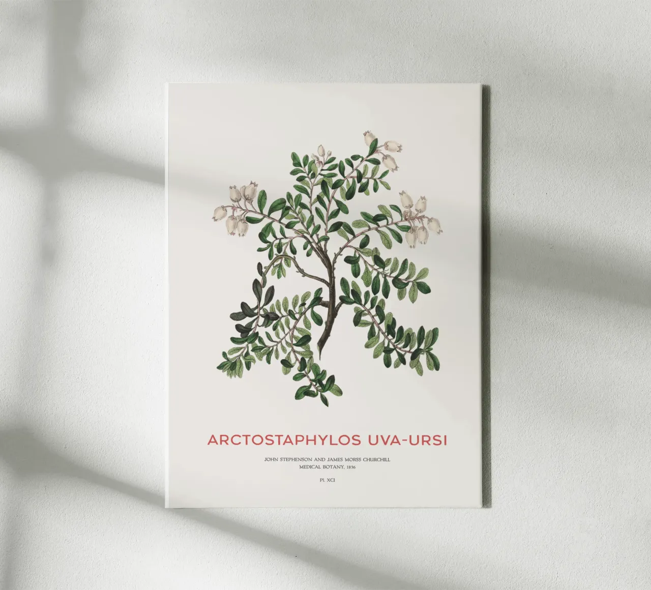Uva ursina o Arctostaphylos Uva-ursi tela da Vintagrafica