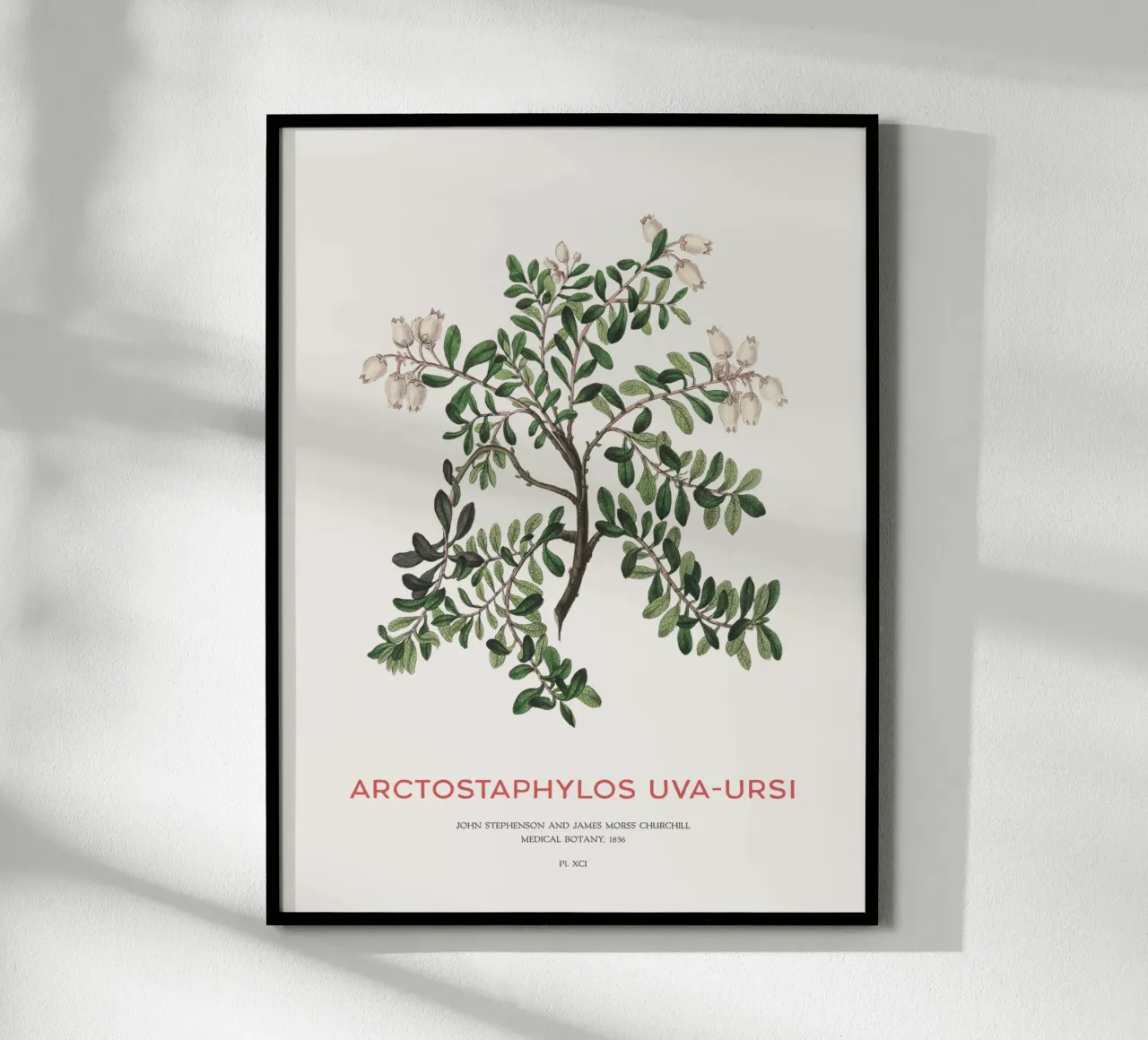 Uva ursina o Arctostaphylos Uva-ursi carta hahnemühle da Vintagrafica