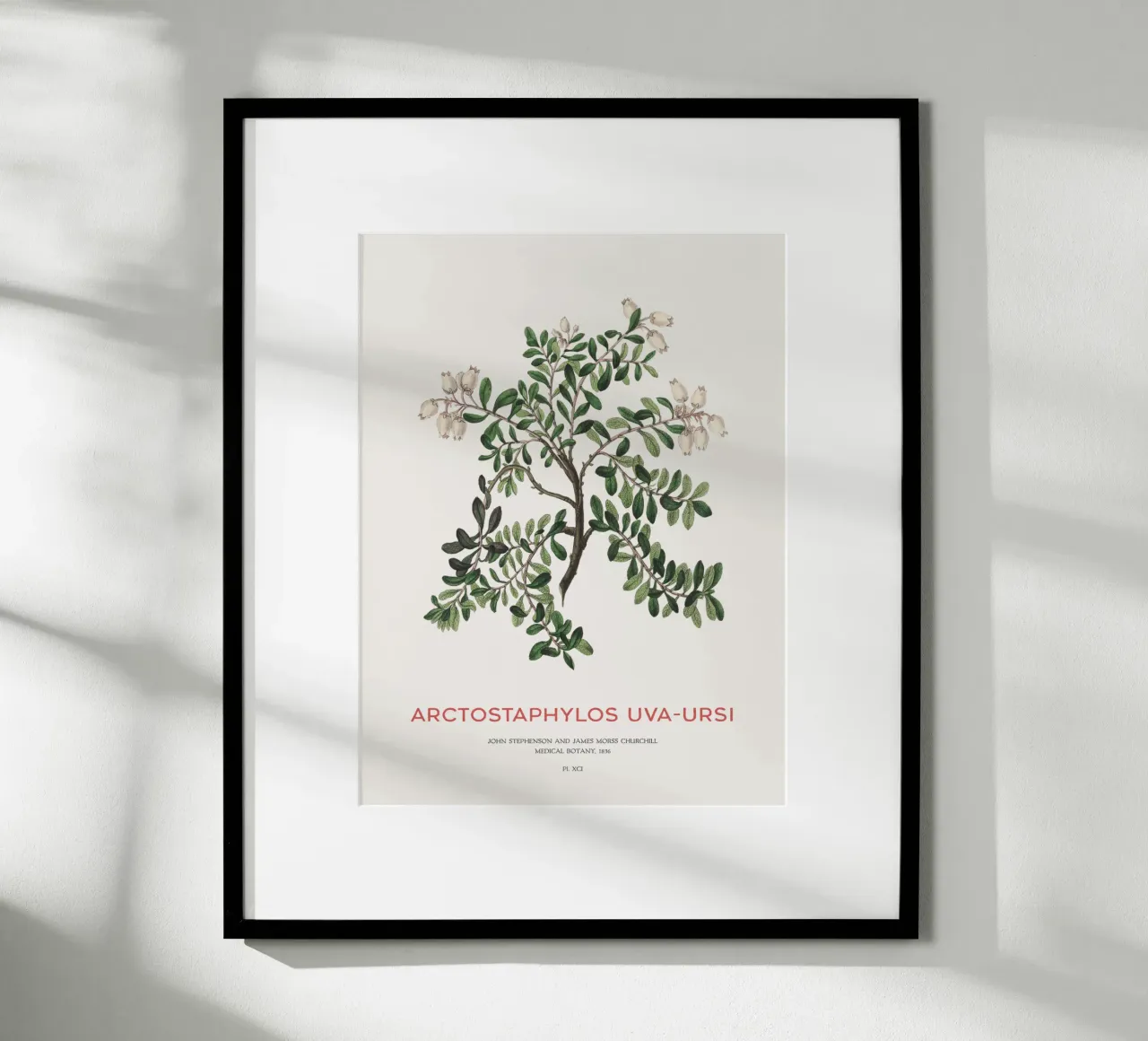Uva ursina o Arctostaphylos Uva-ursi carta hahnemühle da Vintagrafica