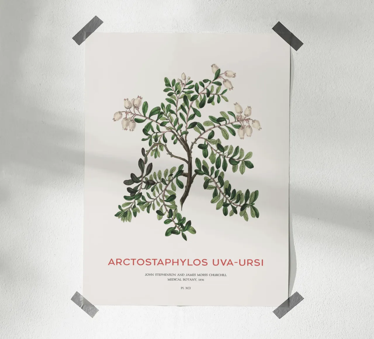 Uva ursina o Arctostaphylos Uva-ursi carta hahnemühle da Vintagrafica