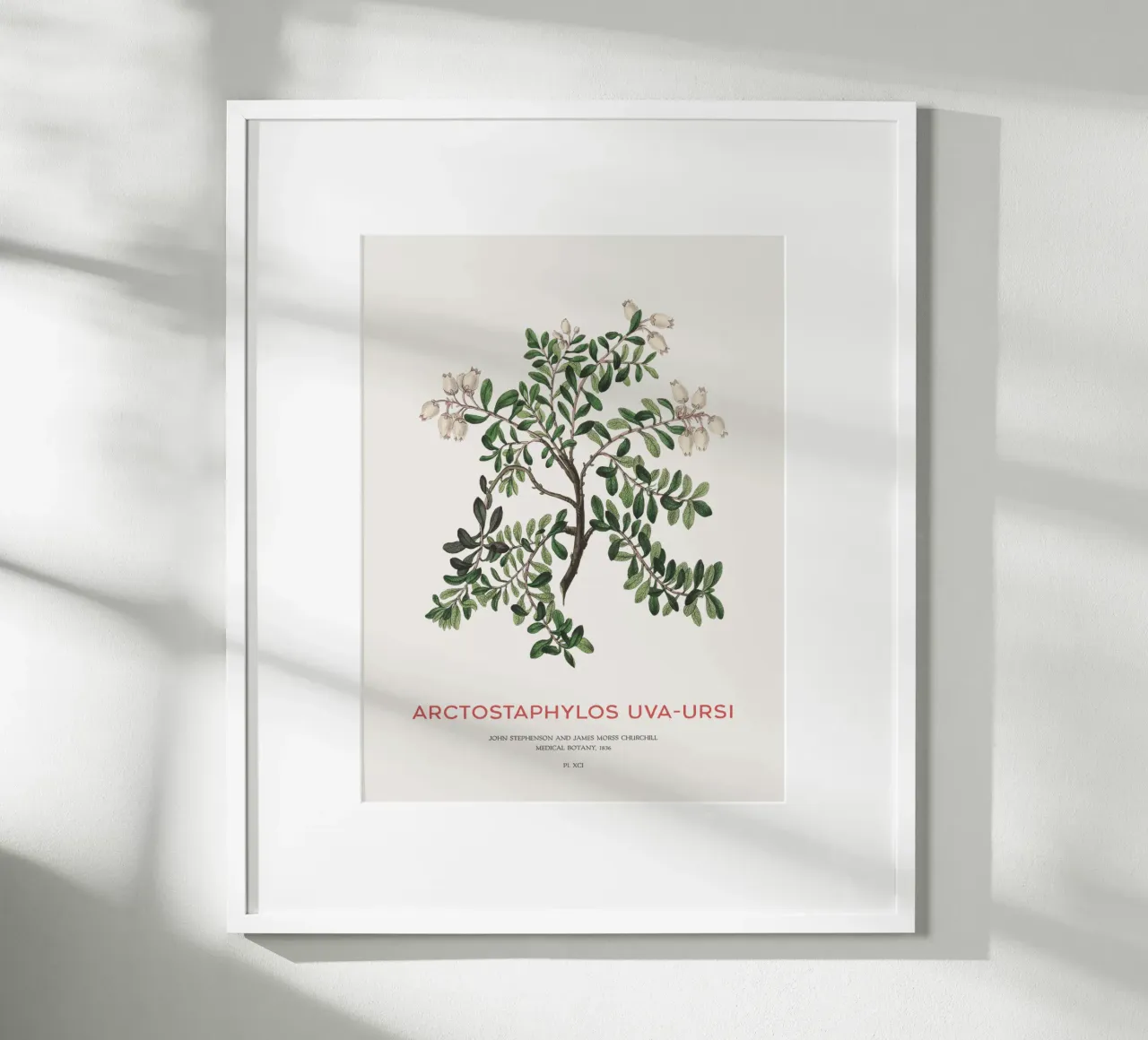 Uva ursina o Arctostaphylos Uva-ursi carta hahnemühle da Vintagrafica