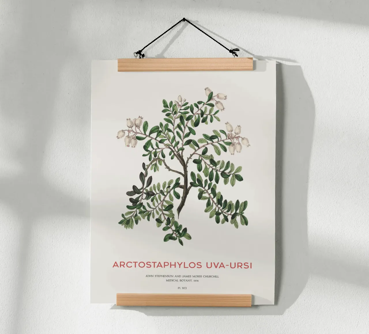 Uva ursina o Arctostaphylos Uva-ursi carta hahnemühle da Vintagrafica