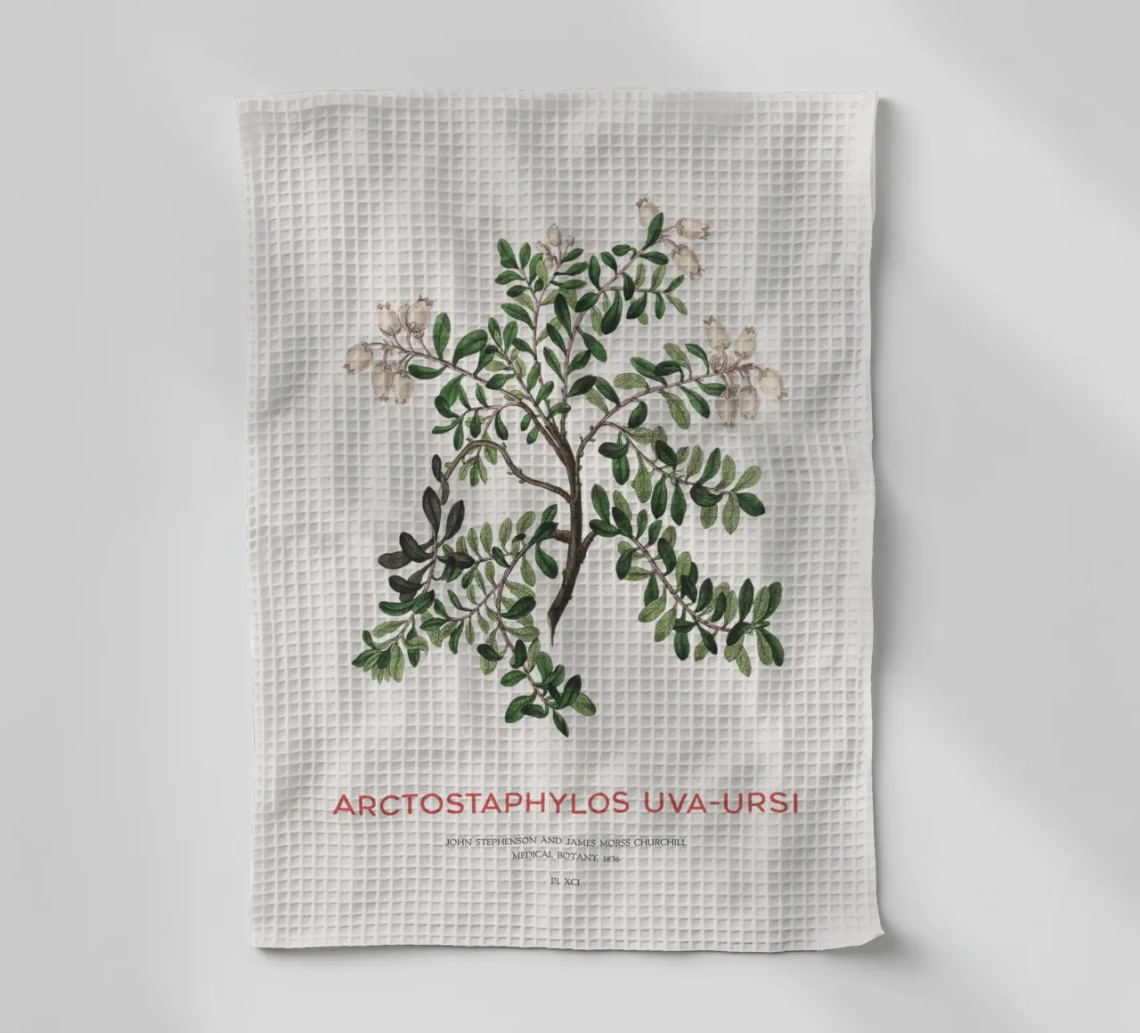 Uva ursina o Arctostaphylos Uva-ursi canovaccio da cucina da Vintagrafica