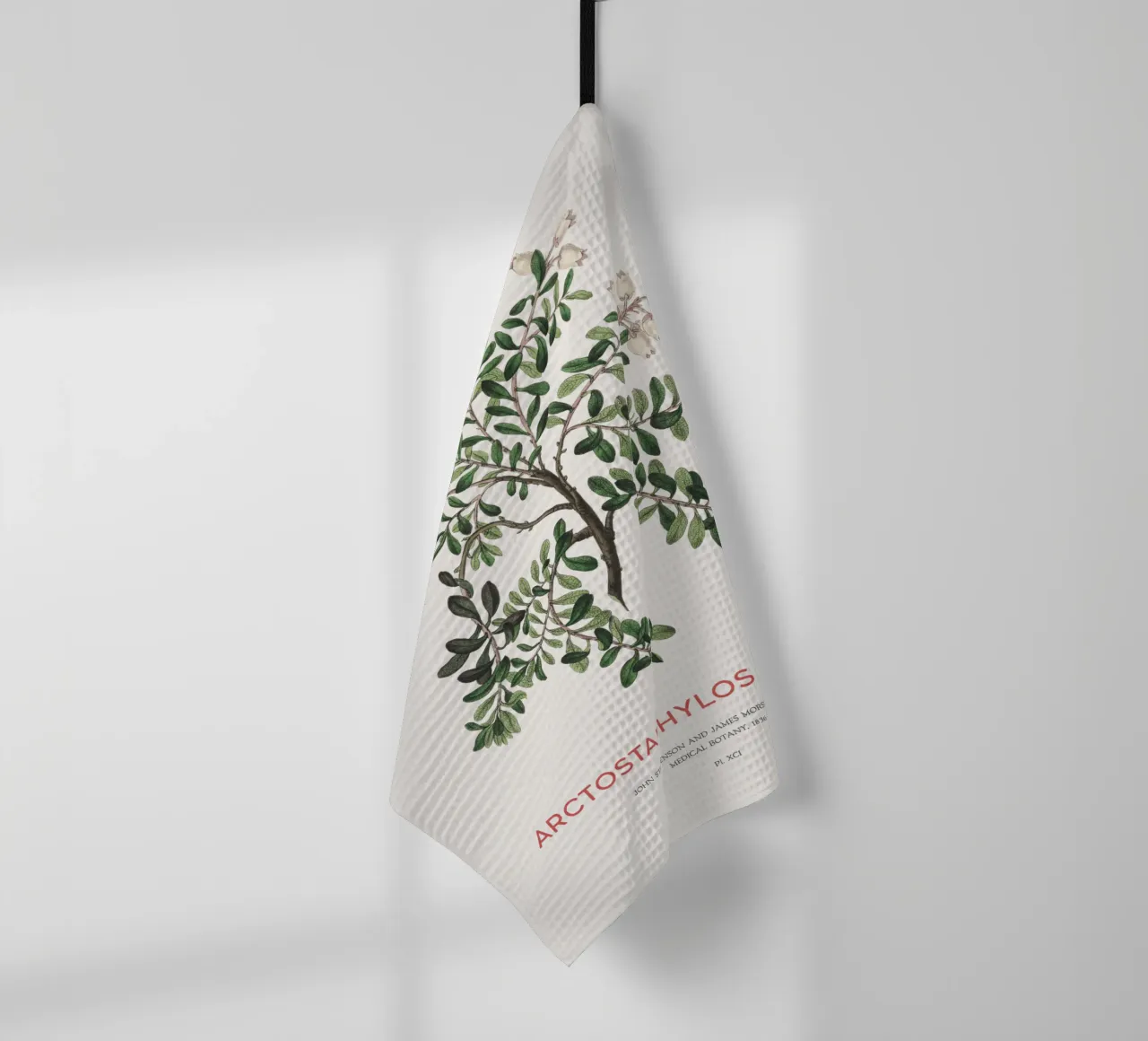 Uva ursina o Arctostaphylos Uva-ursi canovaccio da cucina da Vintagrafica