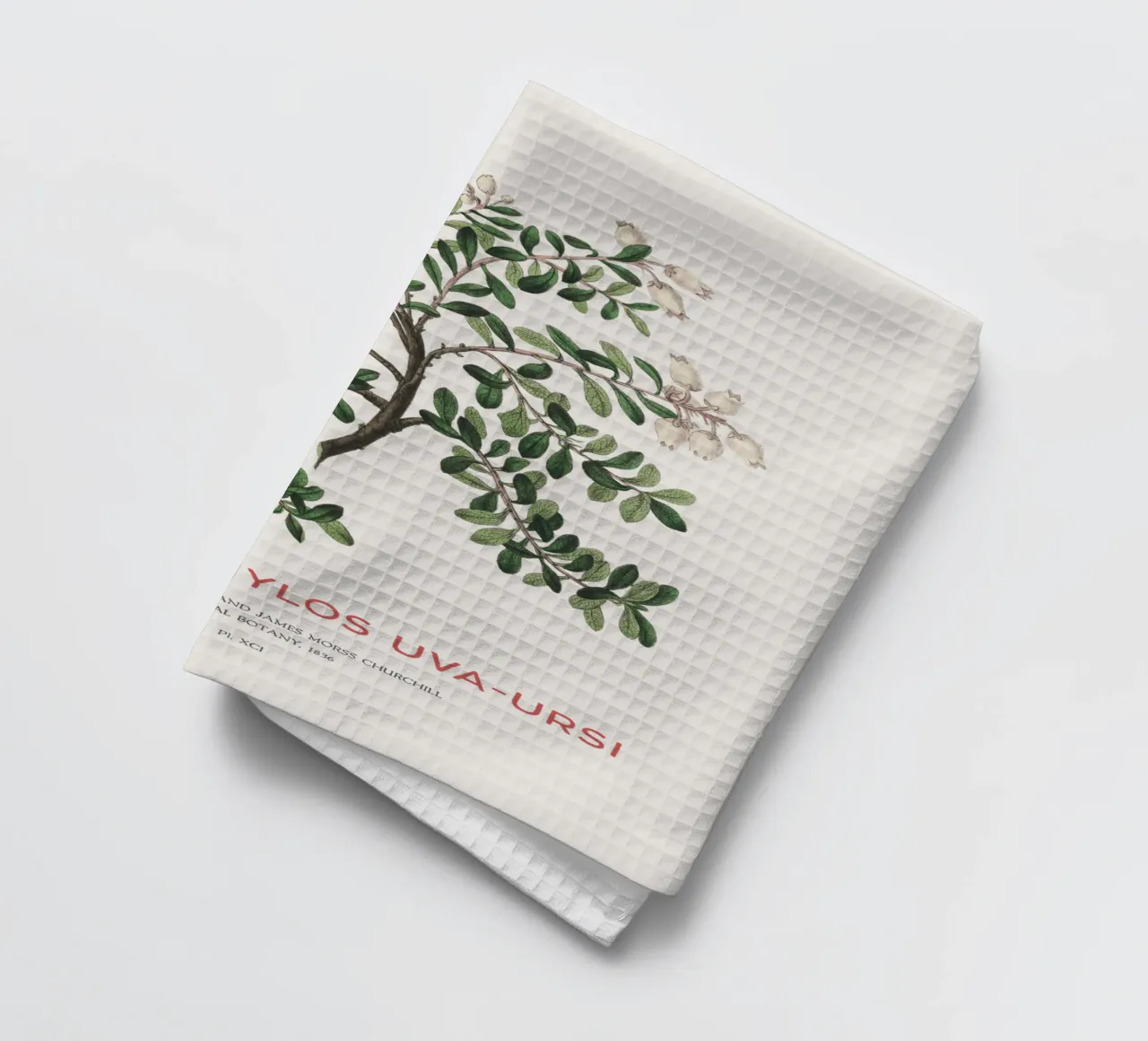 Uva ursina o Arctostaphylos Uva-ursi canovaccio da cucina da Vintagrafica