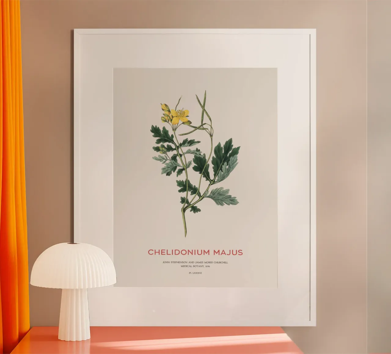 Großes Schöllkraut oder Chelidonium majus Poster mit Kunststoffrahmen von Vintagrafica
