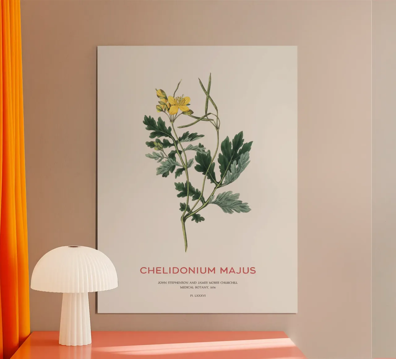 Großes Schöllkraut oder Chelidonium majus Poster mit Kunststoffrahmen von Vintagrafica