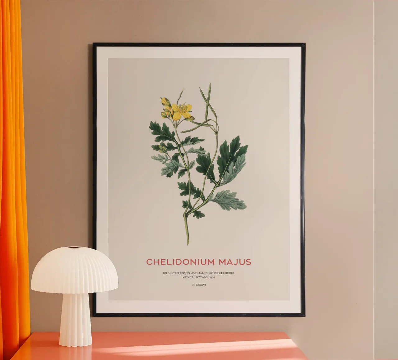 Großes Schöllkraut oder Chelidonium majus Poster mit Kunststoffrahmen von Vintagrafica