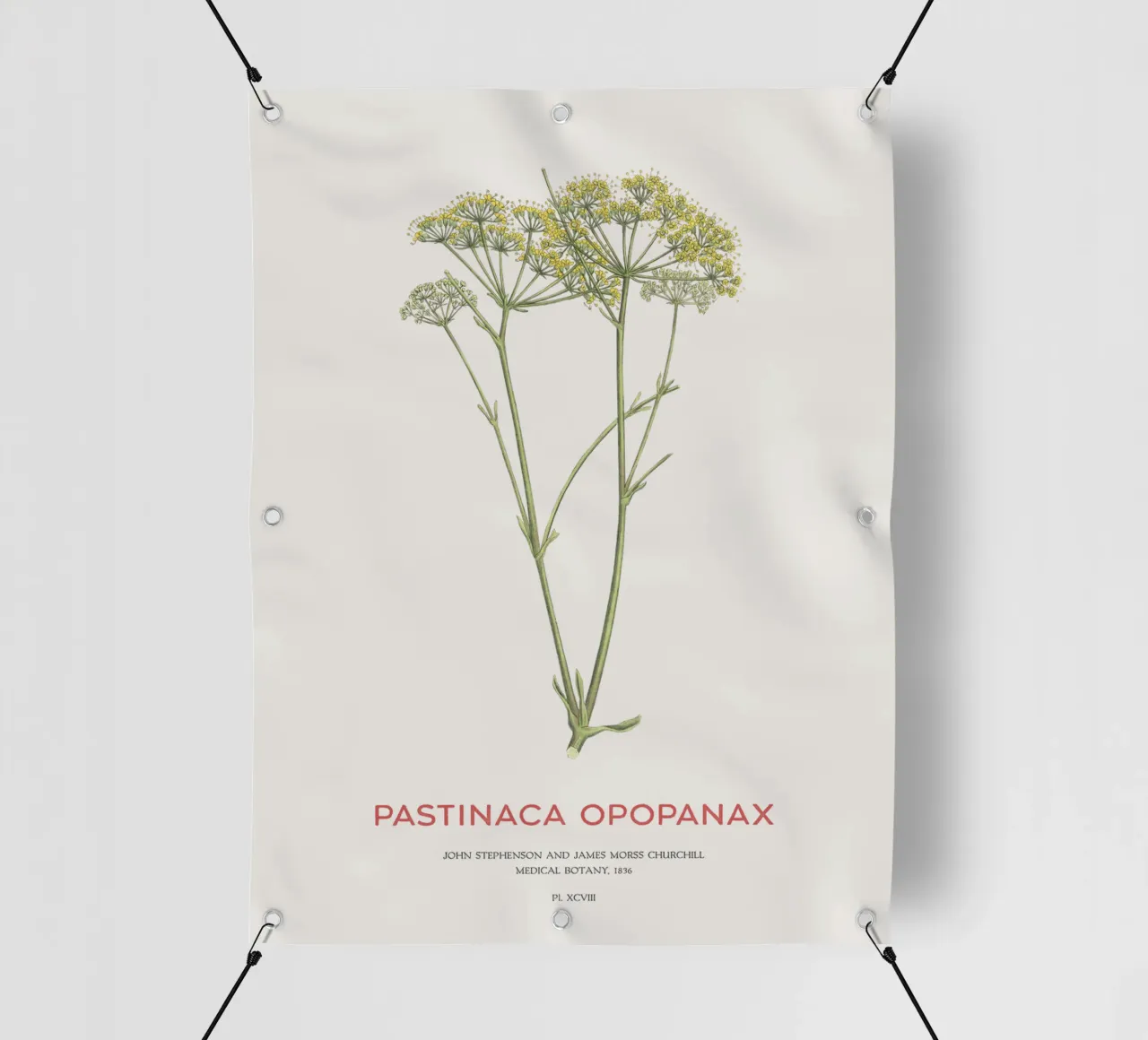 Pastinaca opopanax o Ercole tuttofare telo in pvc da Vintagrafica