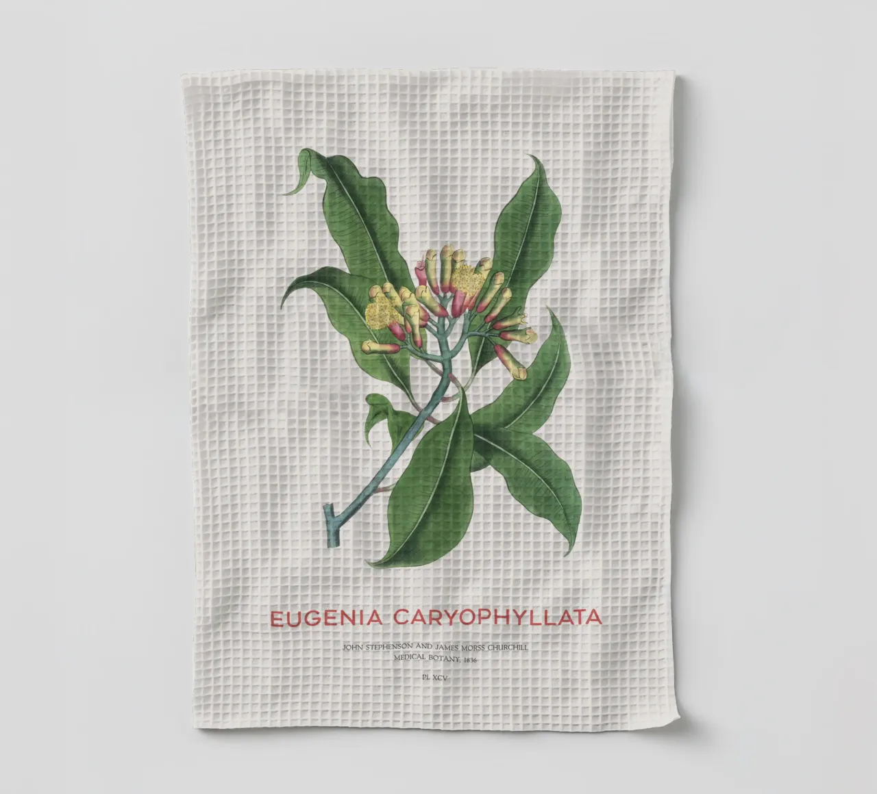 Clous de girofle ou Eugenia caryophyllata torchon de Vintagrafica