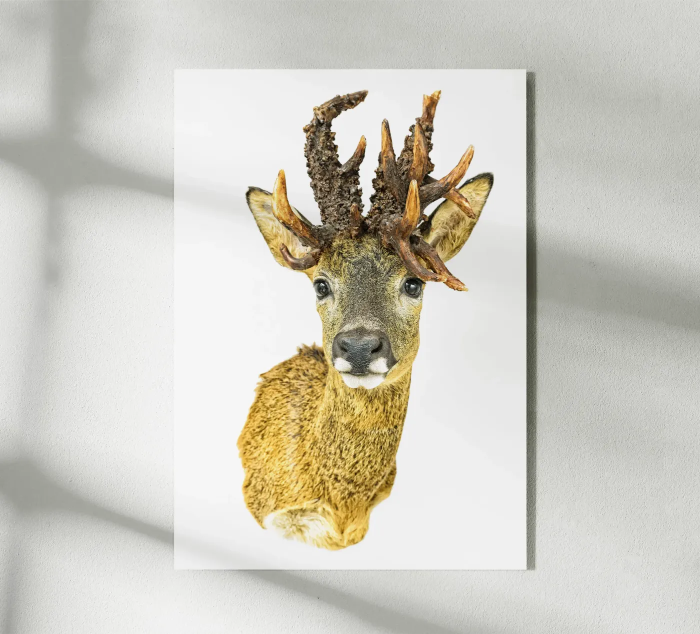 Cervo maestoso plexiglass da Curious Collections by Marielle Leenders