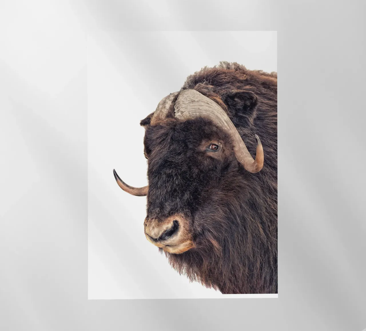 Bisonte pellicola backlit da Curious Collections by Marielle Leenders