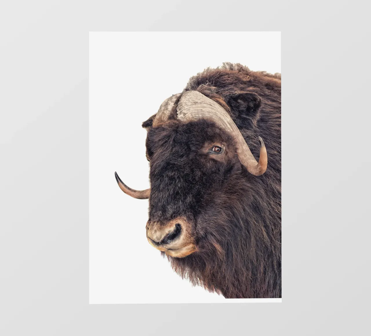 Bisonte pellicola backlit da Curious Collections by Marielle Leenders