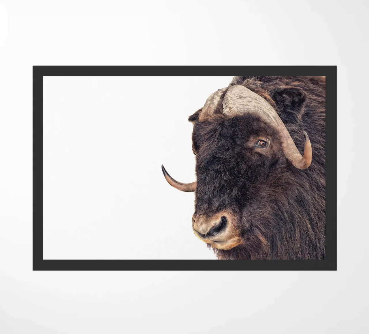 Bisonte zerbino da Curious Collections by Marielle Leenders