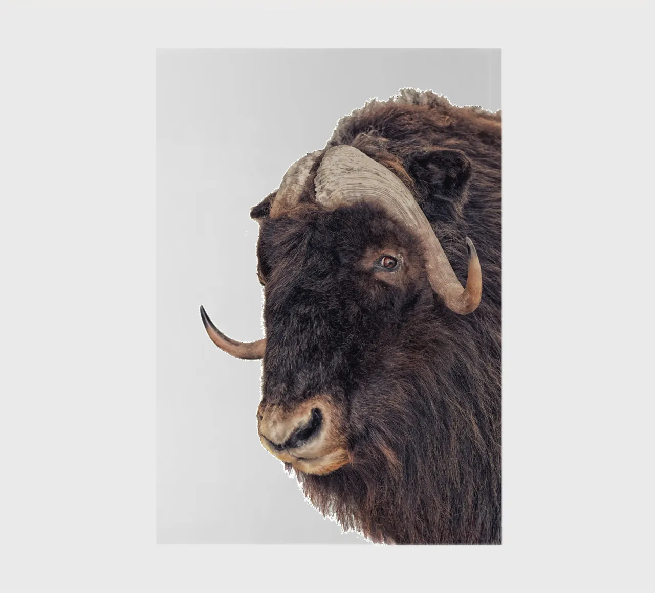 Bison notebook by Curious Collections by Marielle Leenders