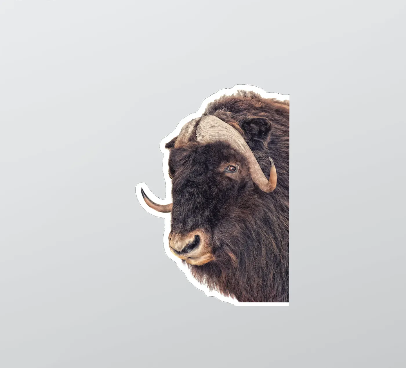 Bison sticker by Curious Collections by Marielle Leenders
