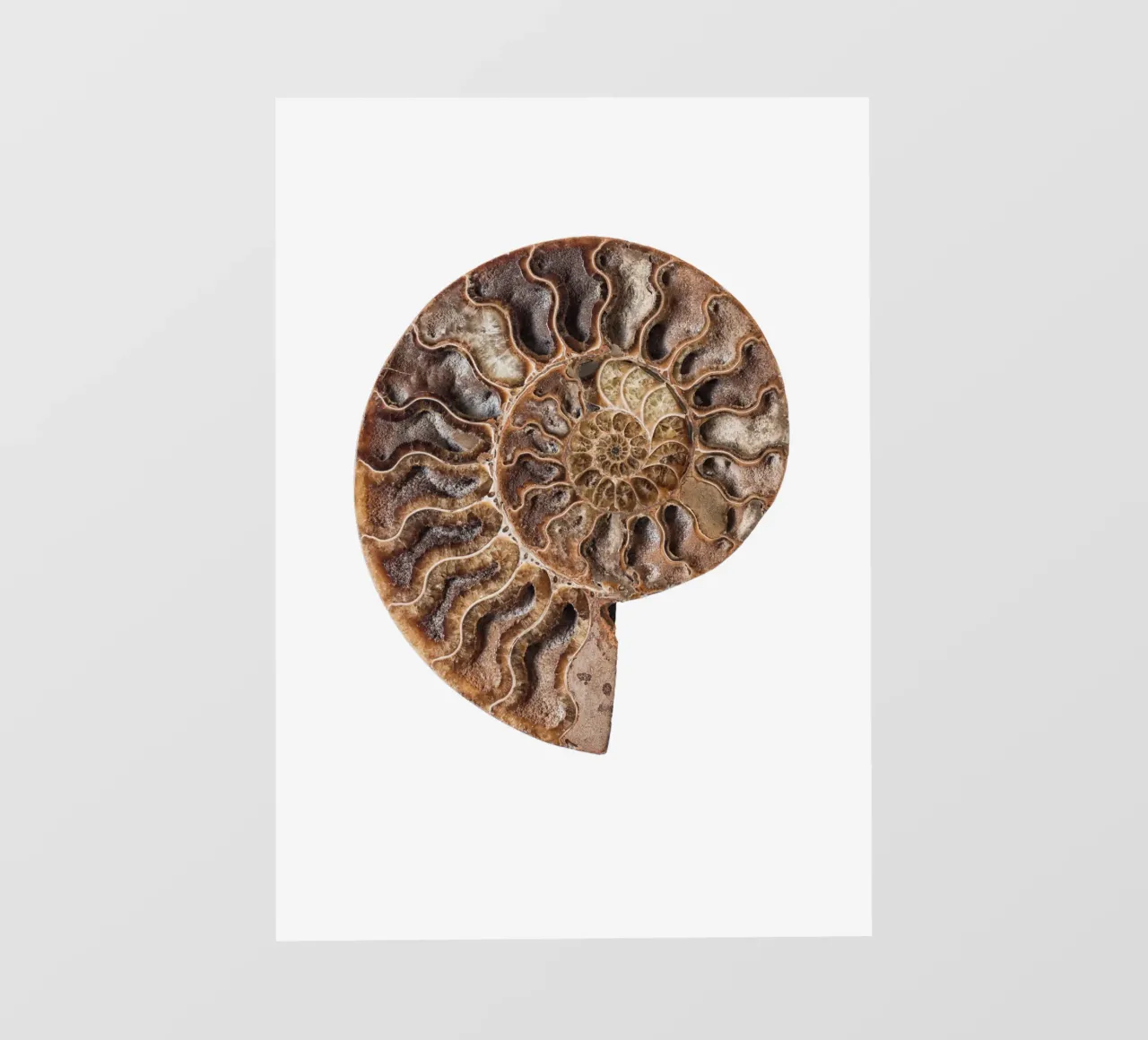 Shell fossil ammonite photo wallpaper by Curious Collections by Marielle Leenders