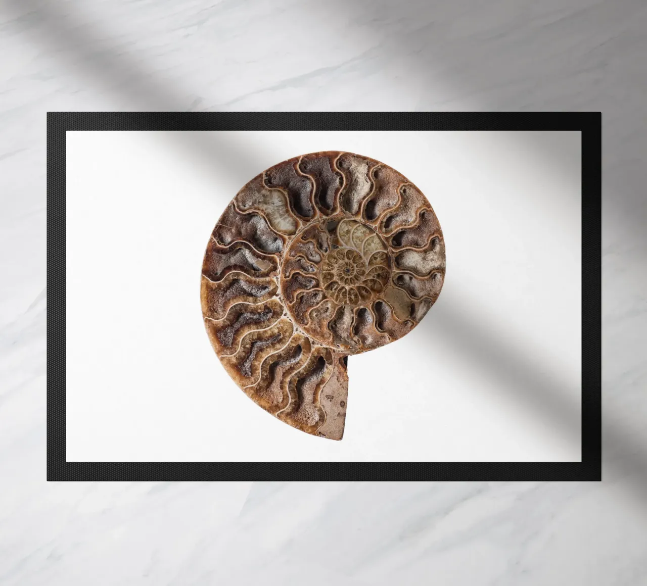 Conchiglia fossile di ammonite zerbino da Curious Collections by Marielle Leenders