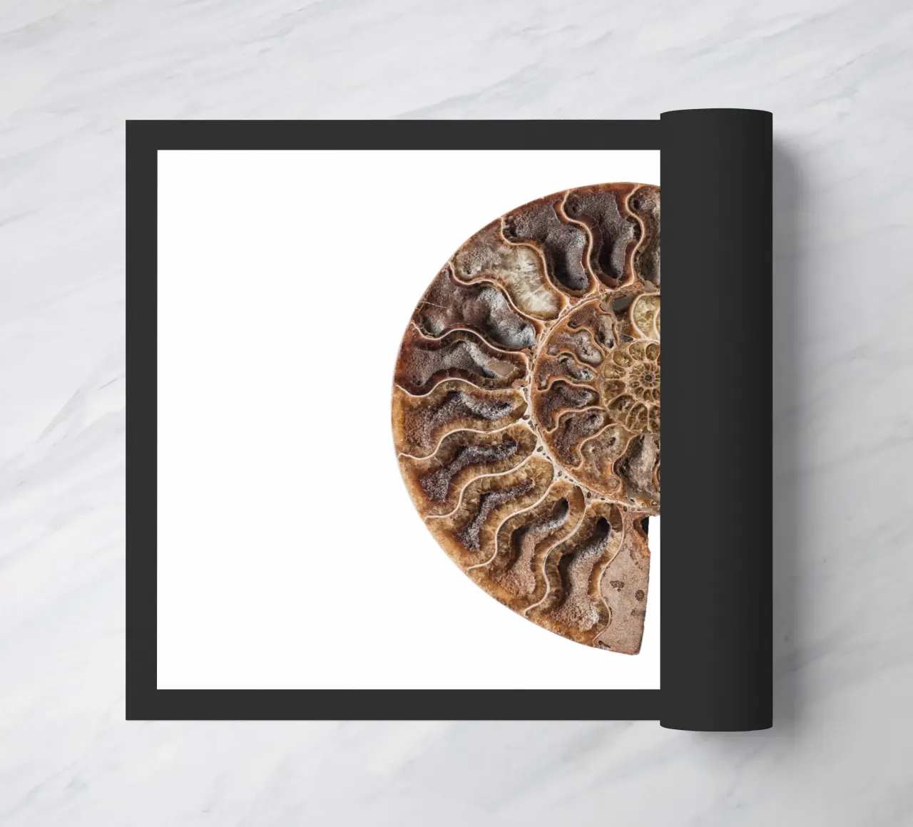 Conchiglia fossile di ammonite zerbino da Curious Collections by Marielle Leenders