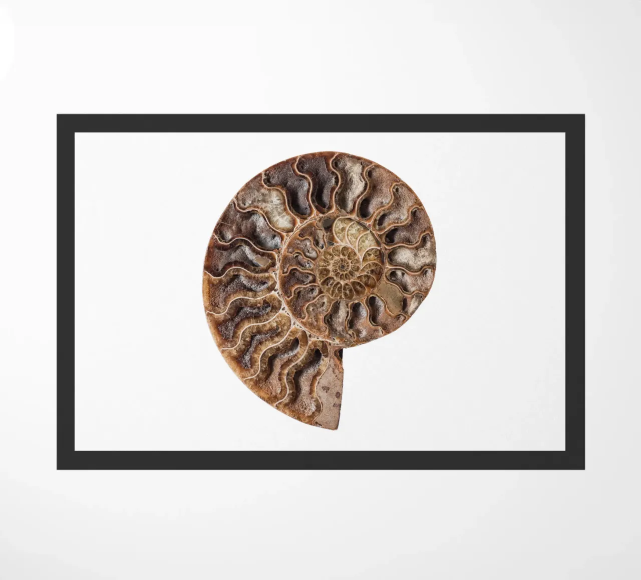 Conchiglia fossile di ammonite zerbino da Curious Collections by Marielle Leenders