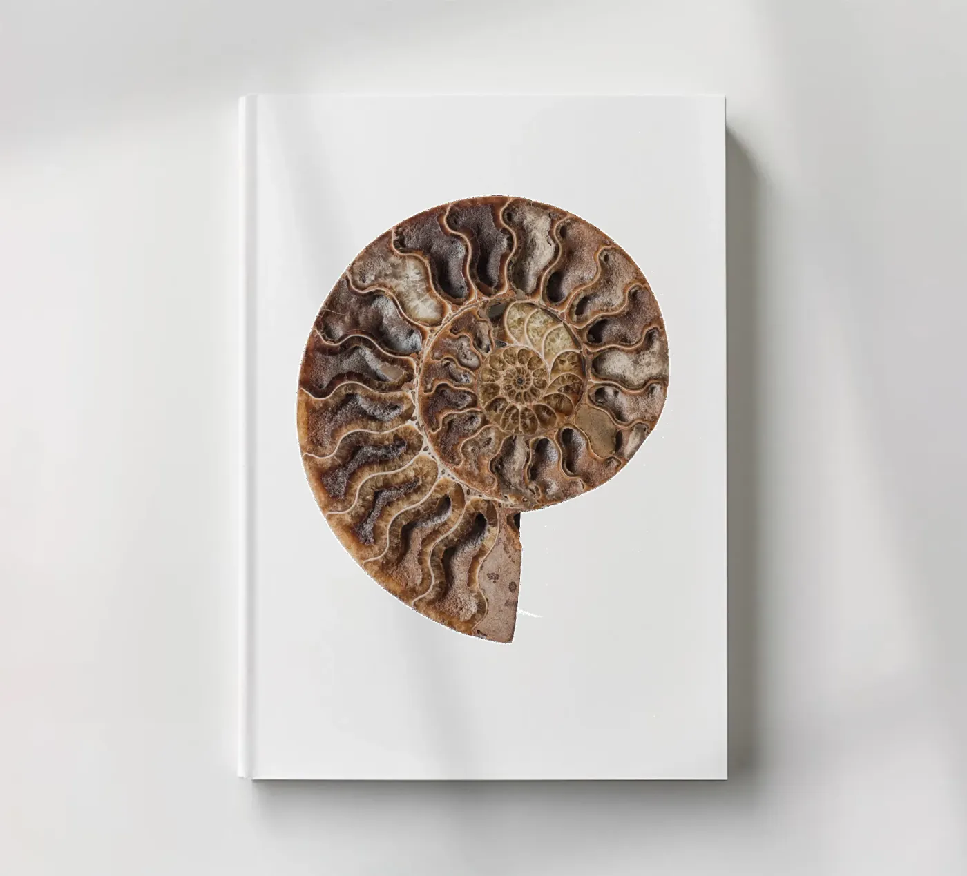 Shell fossil ammonite notebook by Curious Collections by Marielle Leenders