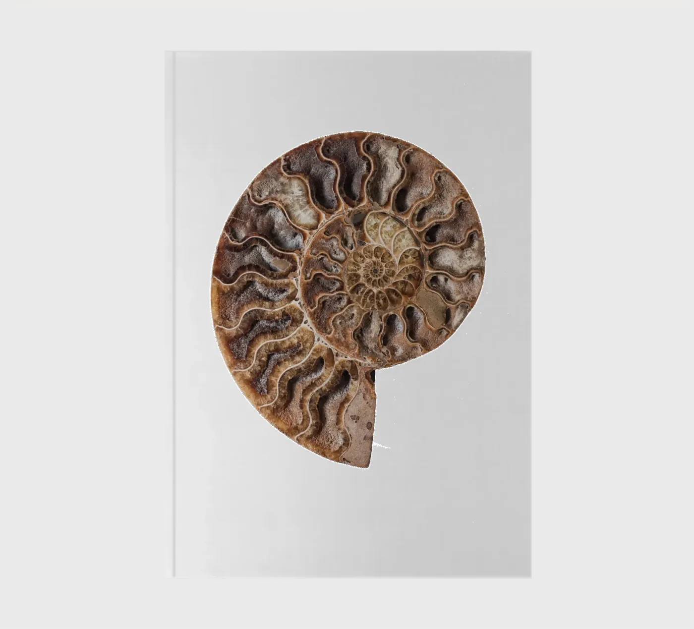Shell fossil ammonite notebook by Curious Collections by Marielle Leenders