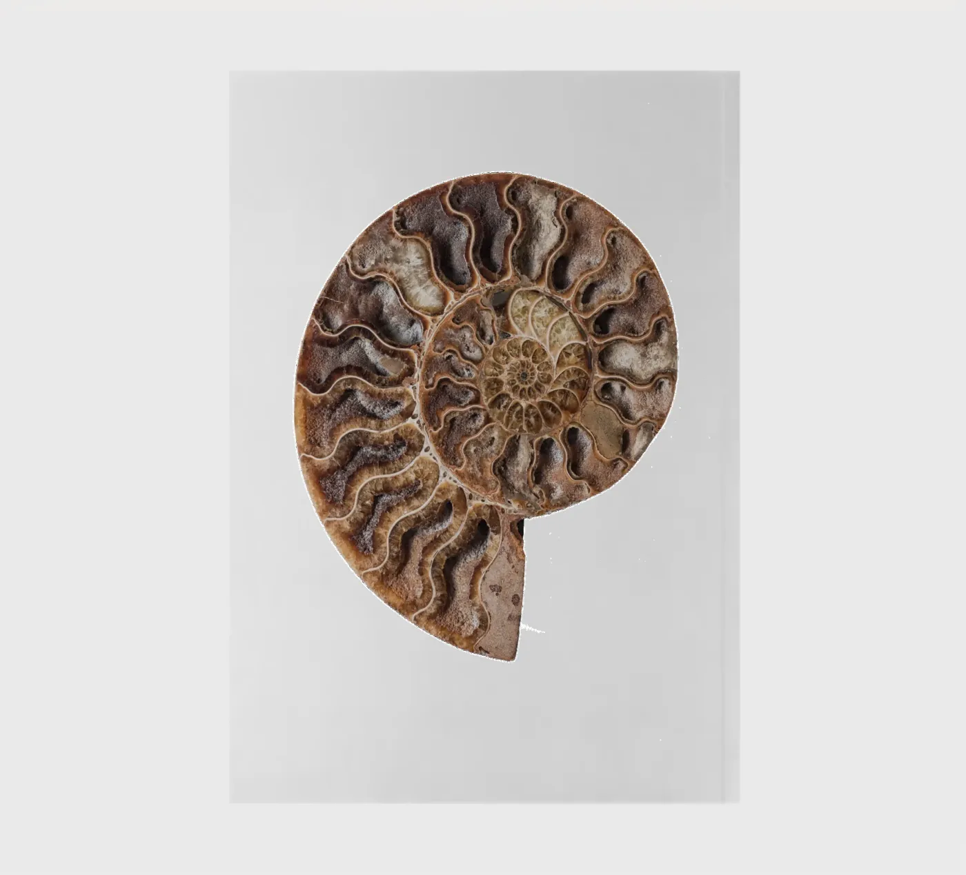 Shell fossil ammonite notebook by Curious Collections by Marielle Leenders