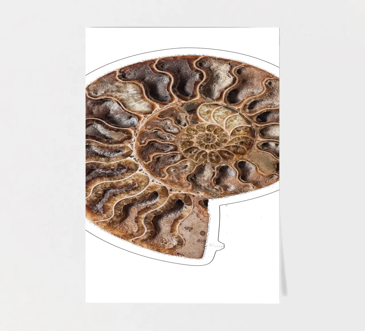 Conchiglia fossile di ammonite foglio adesivo da Curious Collections by Marielle Leenders