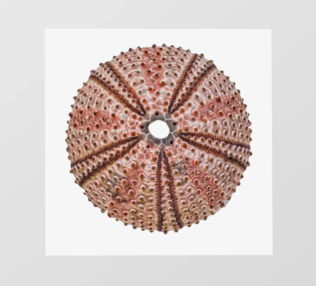 Riccio di mare telo in pvc da Curious Collections by Marielle Leenders