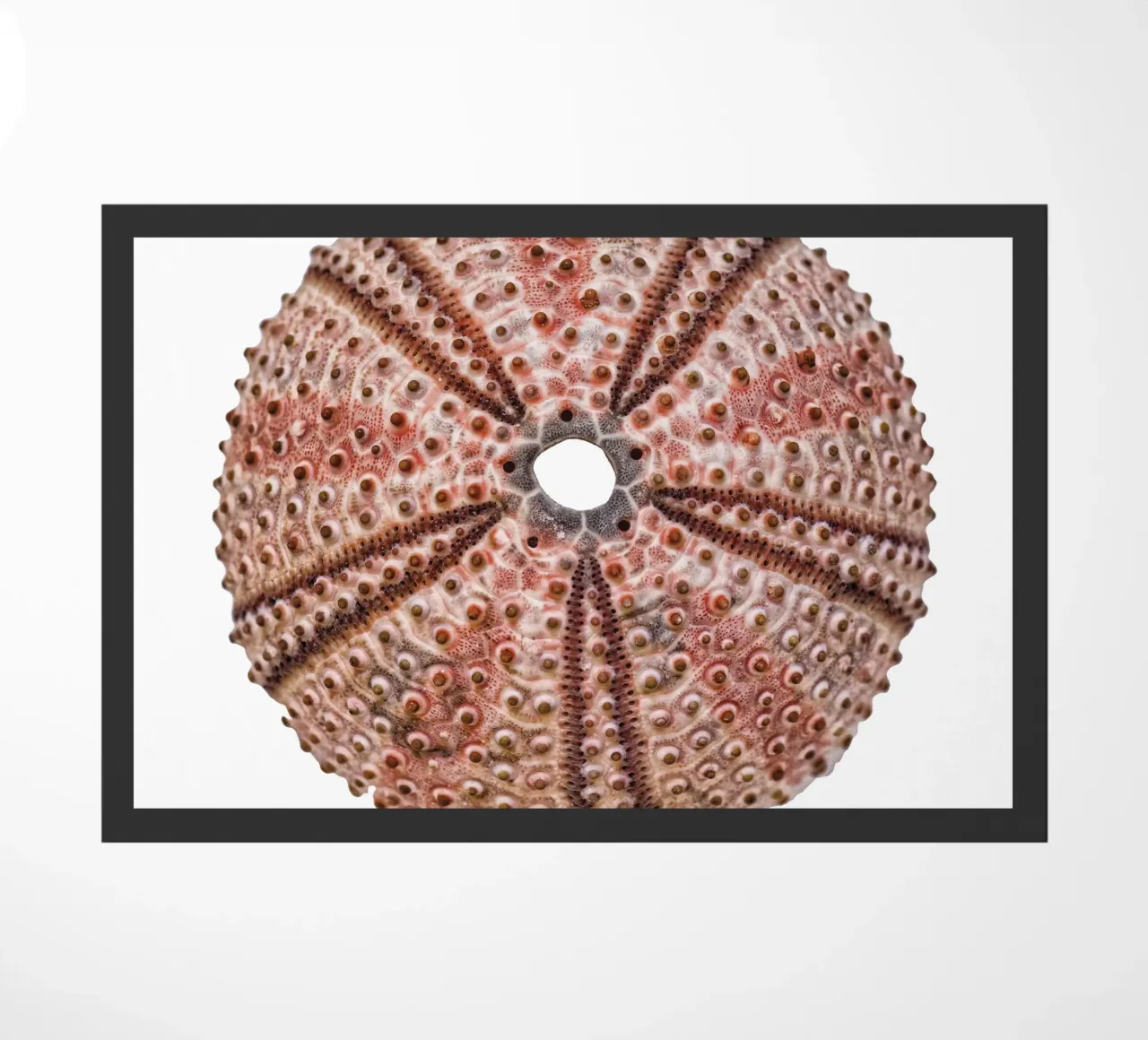 Riccio di mare zerbino da Curious Collections by Marielle Leenders