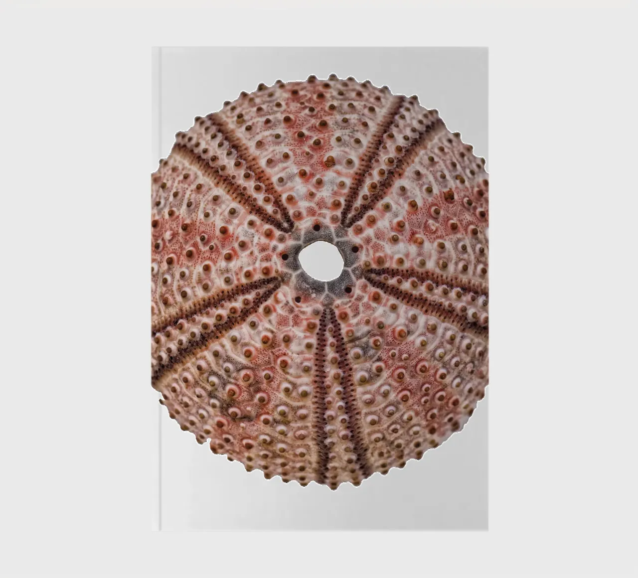Sea urchin notebook by Curious Collections by Marielle Leenders