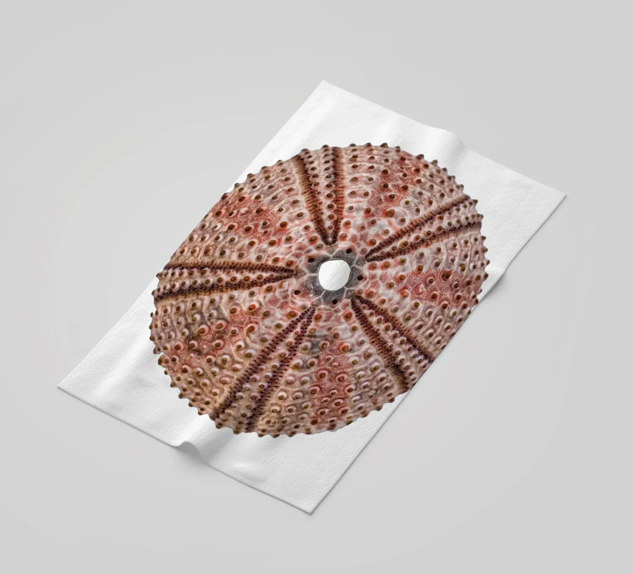 Riccio di mare telo mare da Curious Collections by Marielle Leenders