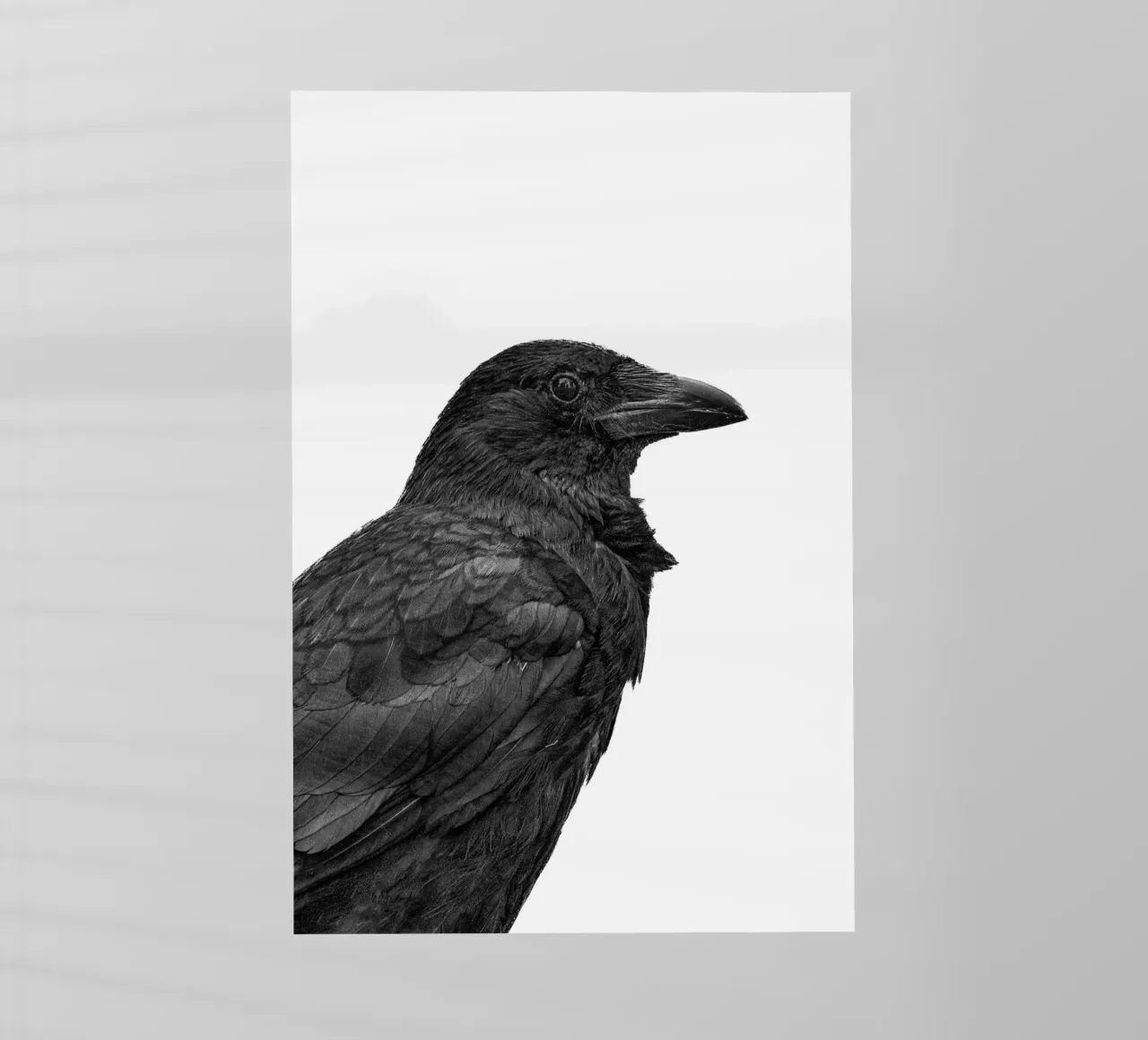 Corvo pellicola backlit da Victoria Frost