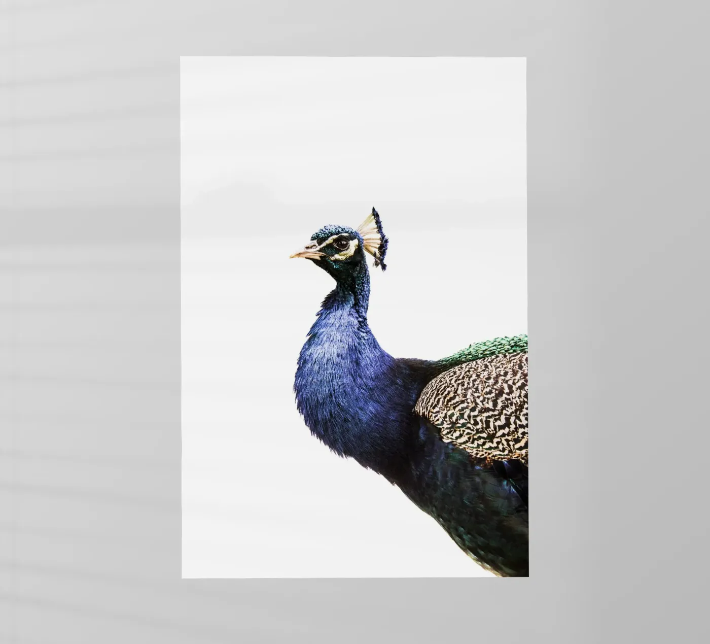 Pavone blu pellicola backlit da Victoria Frost