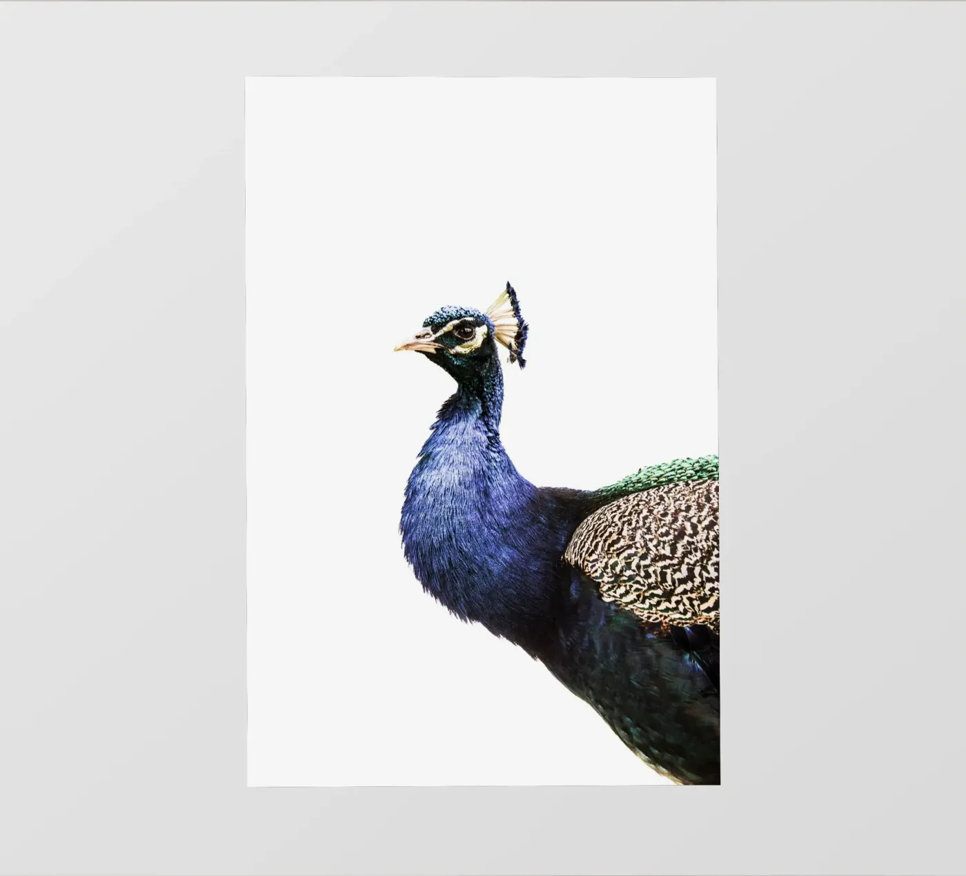 Pavone blu pellicola backlit da Victoria Frost