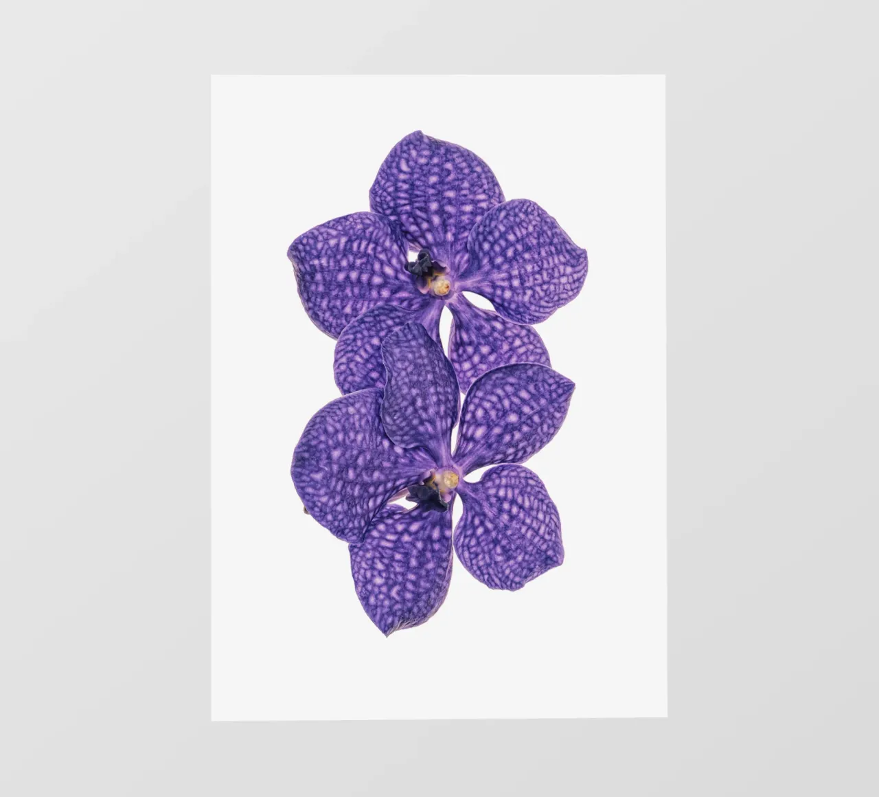 Il fascino delle orchidee viola pellicola backlit da Curious Collections by Marielle Leenders