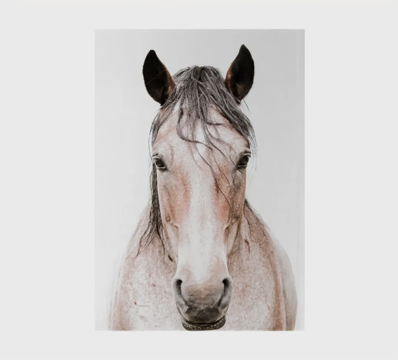 Cheval alezan Dun I carnet de notes de Victoria Frost