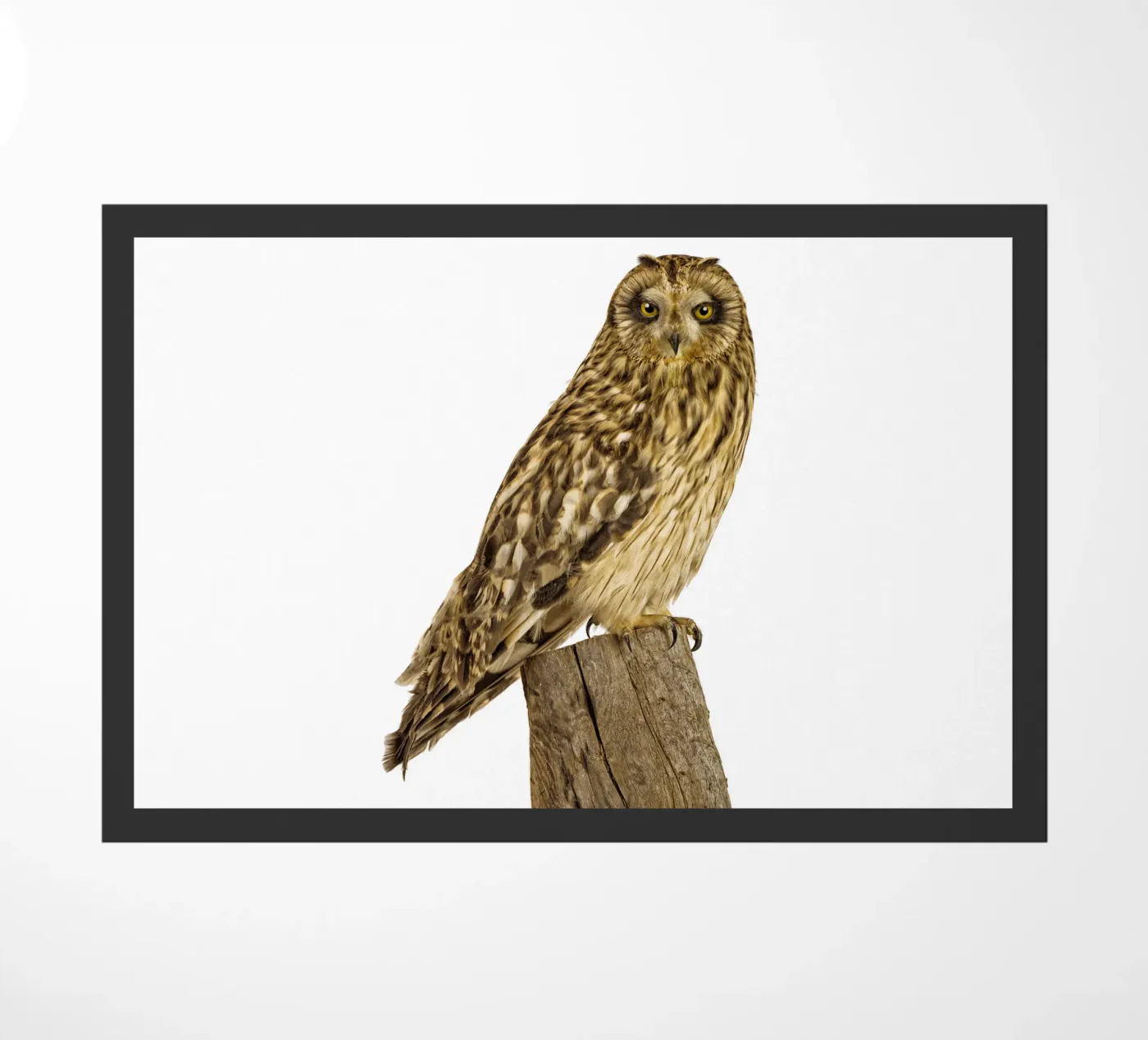 Owl doormat by Curious Collections by Marielle Leenders