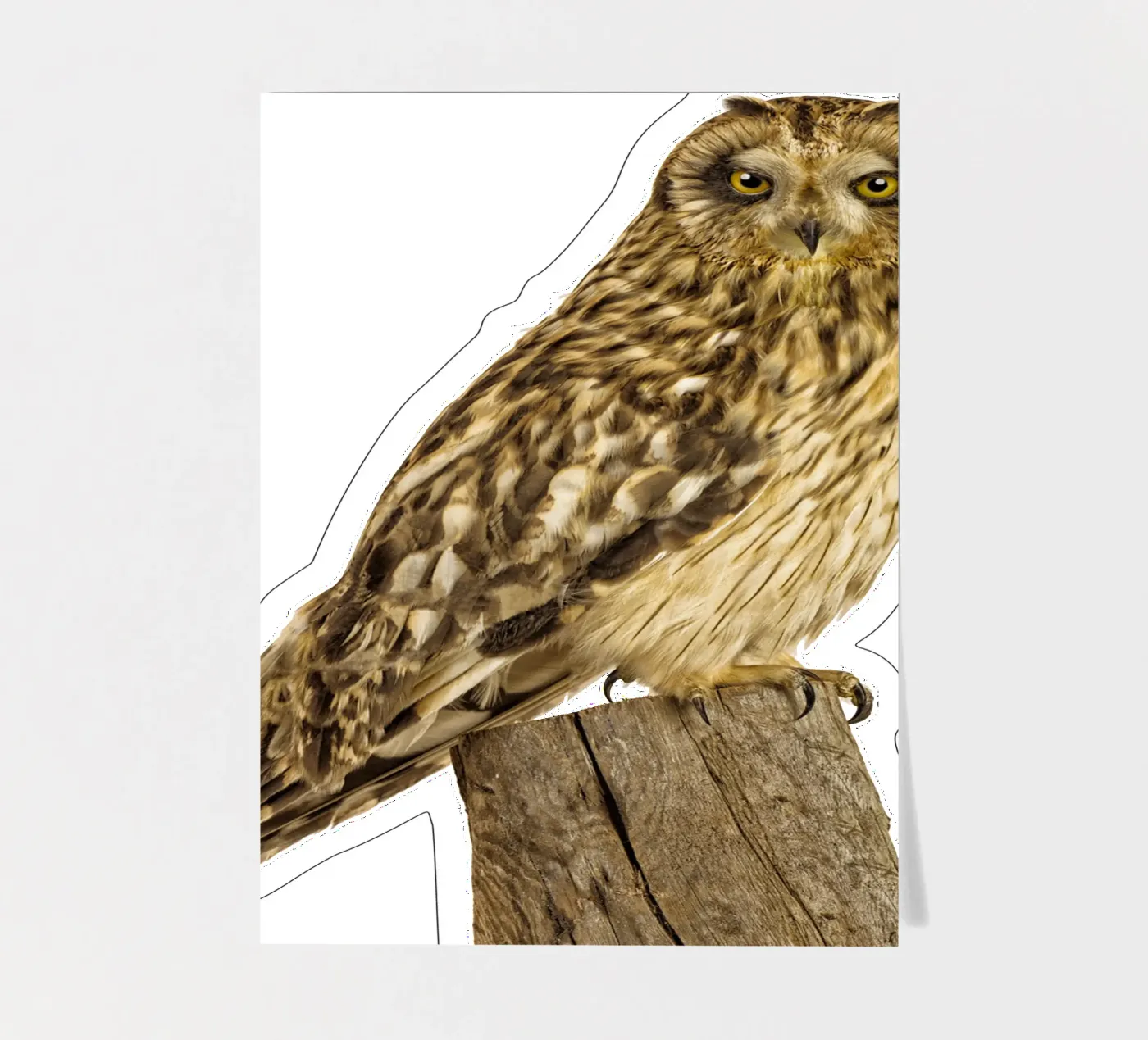 Owl sticker sheet by Curious Collections by Marielle Leenders