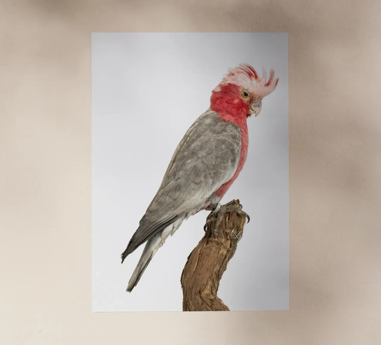 Cacatua rosa pellicola backlit da Curious Collections by Marielle Leenders