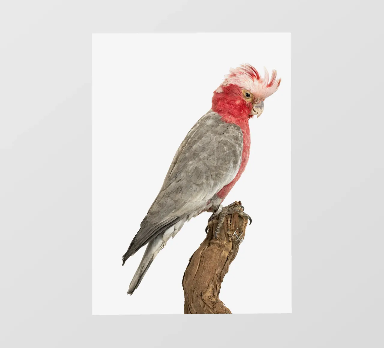 Cacatua rosa pellicola backlit da Curious Collections by Marielle Leenders