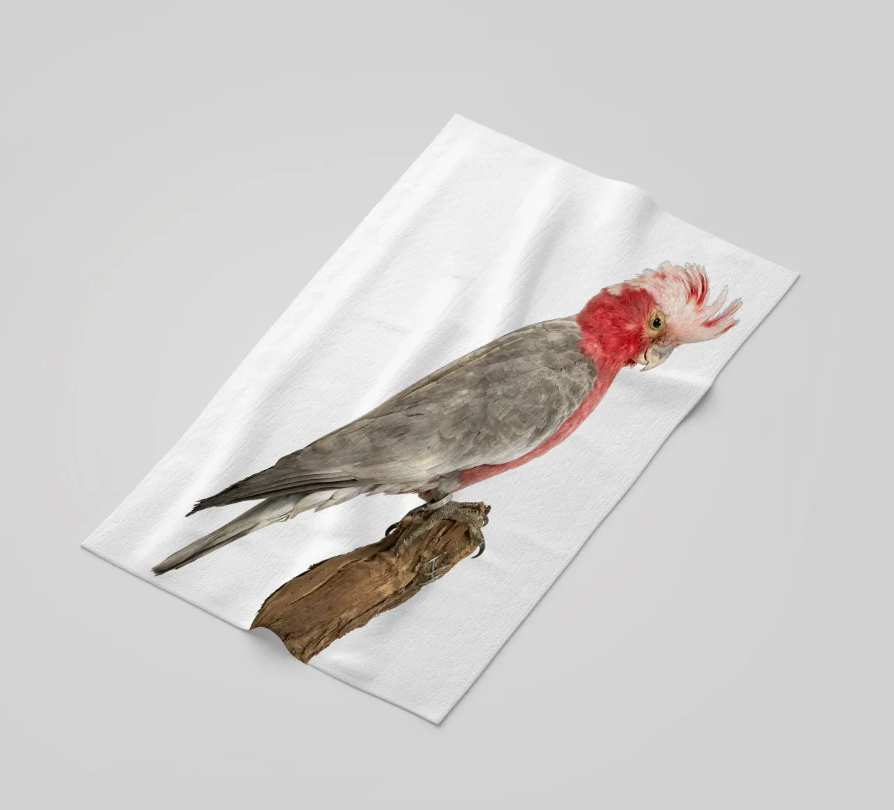 Cacatua rosa telo mare da Curious Collections by Marielle Leenders