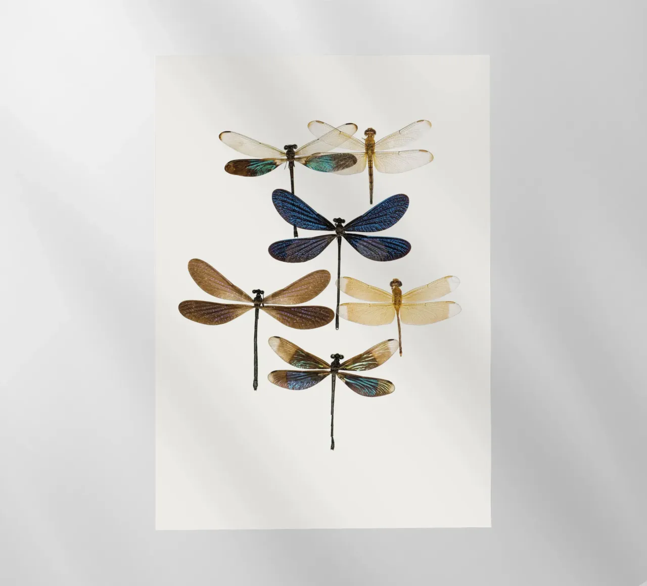 Libellule pellicola backlit da Curious Collections by Marielle Leenders