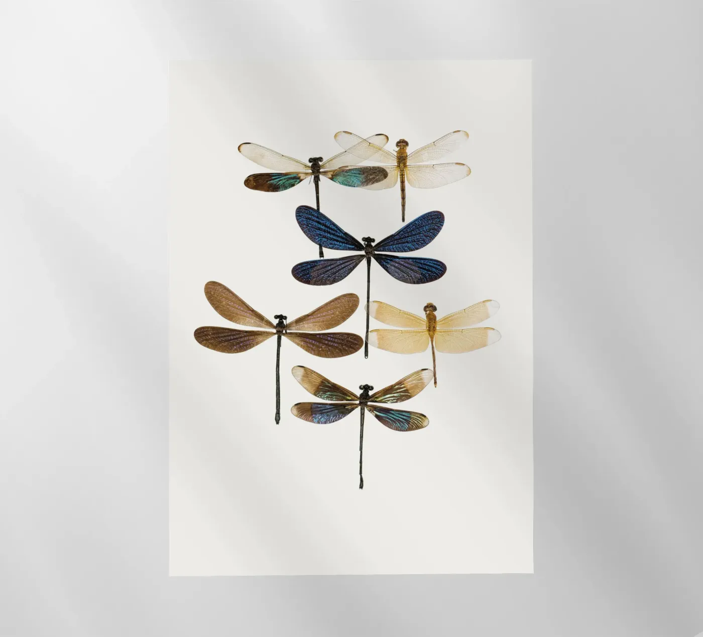 Libellule pellicola backlit da Curious Collections by Marielle Leenders