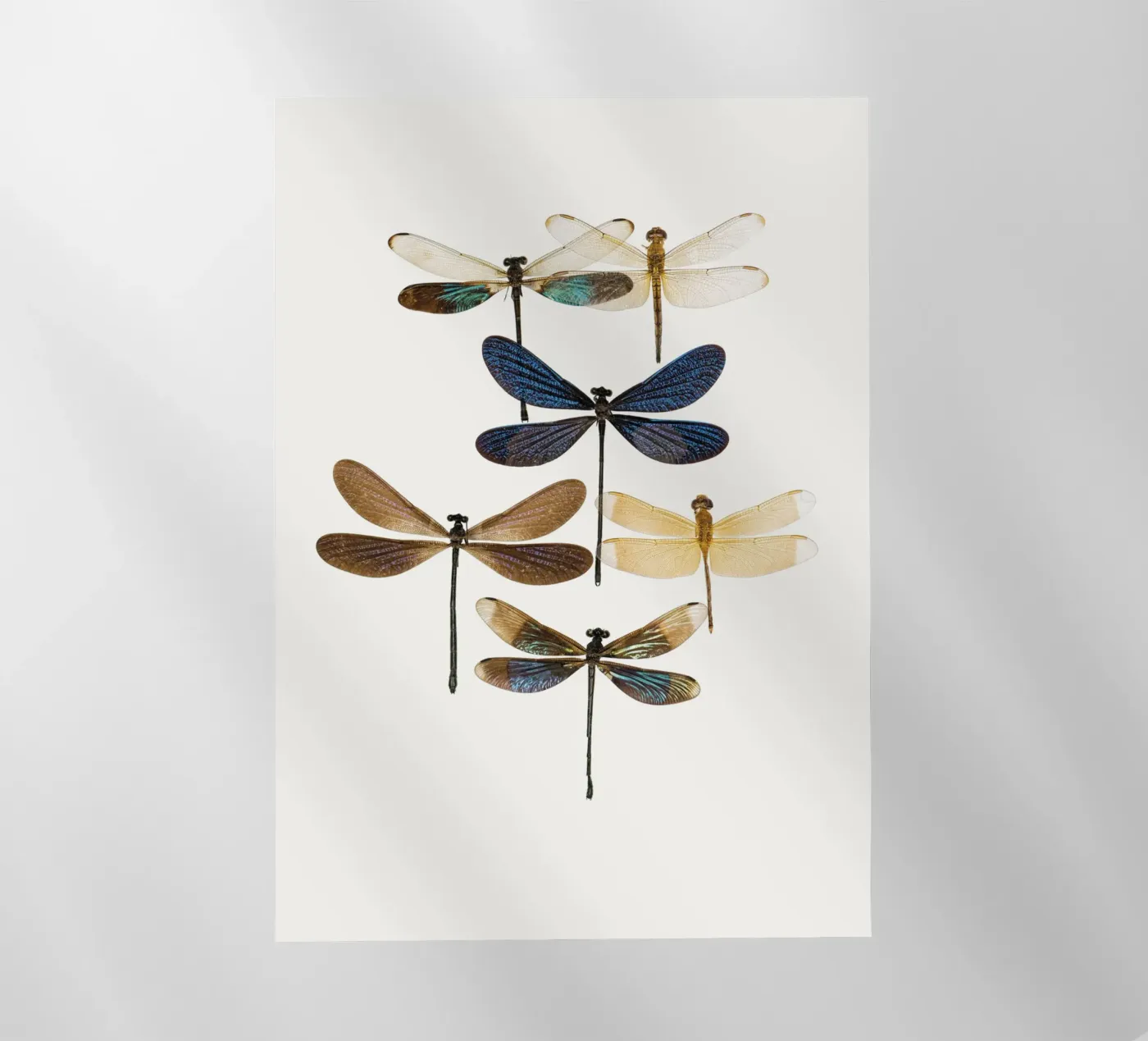 Dragonflies pellicola backlit da Curious Collections by Marielle Leenders