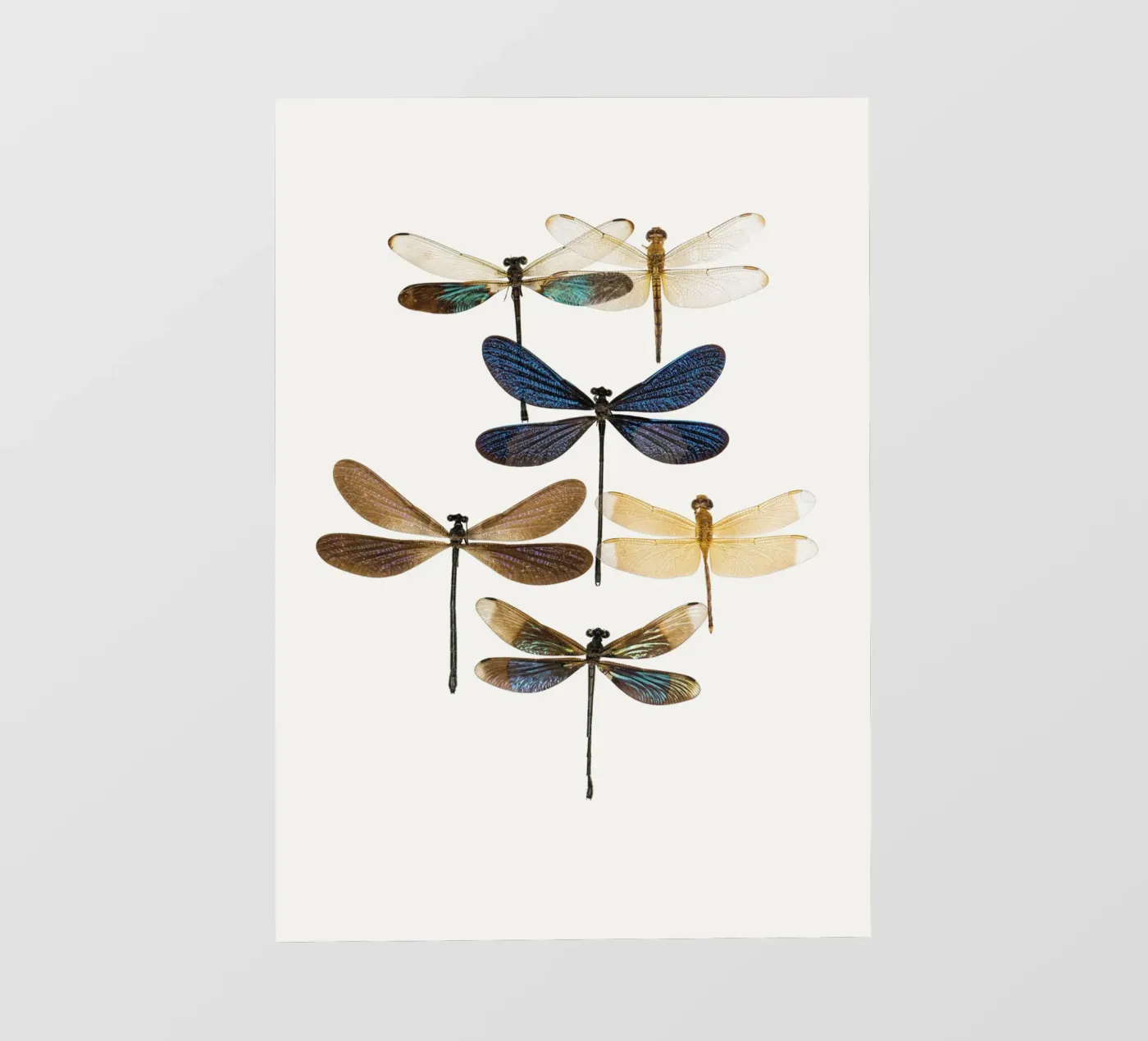 Libellen pvc-zeil van Curious Collections by Marielle Leenders