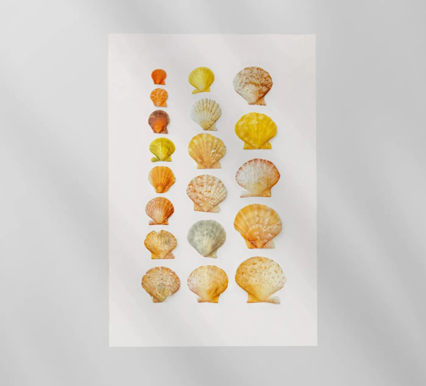 Conchiglie pellicola backlit da Curious Collections by Marielle Leenders