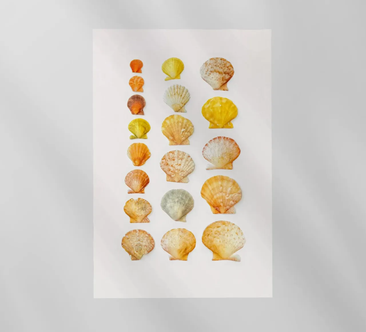 Conchiglie pellicola backlit da Curious Collections by Marielle Leenders