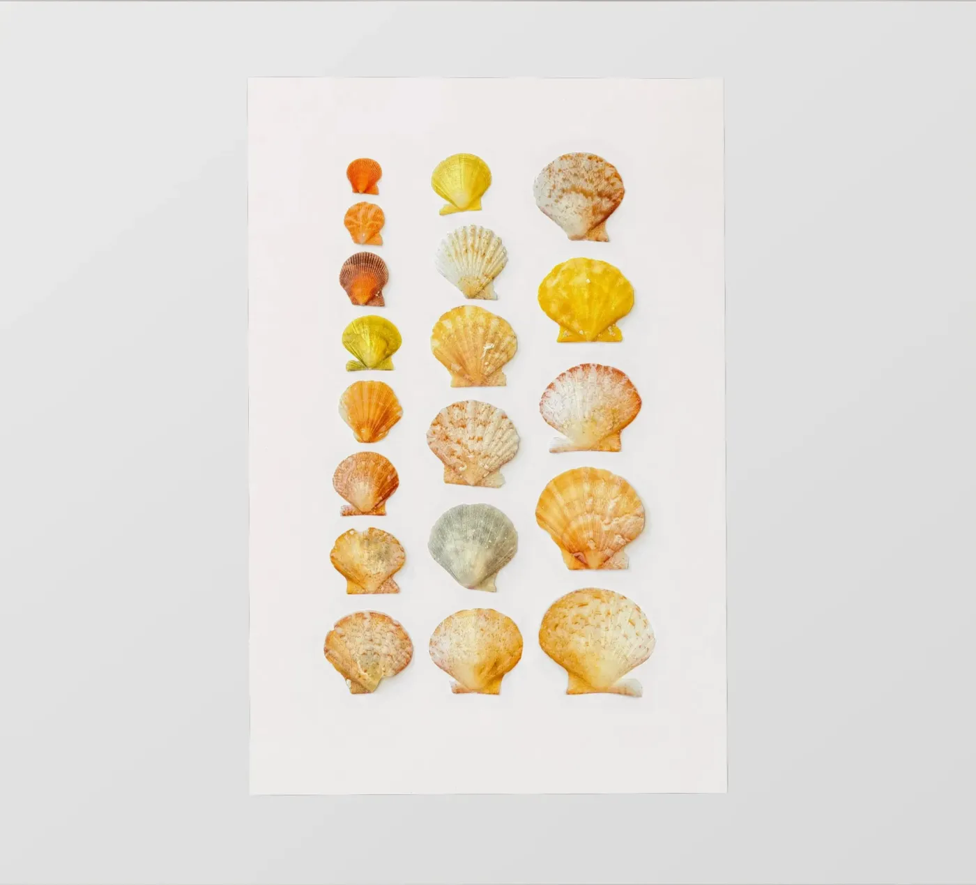 Conchiglie pellicola backlit da Curious Collections by Marielle Leenders